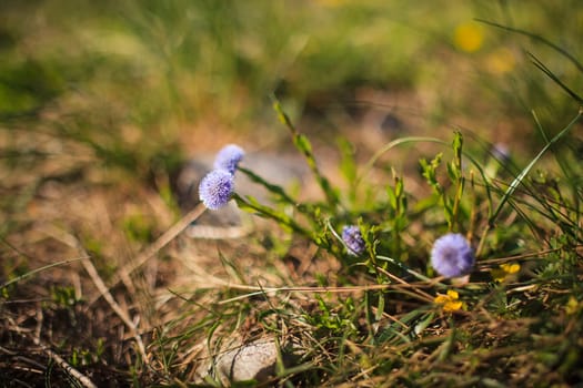 Globularia Cordifolia L. flowers in the countryside