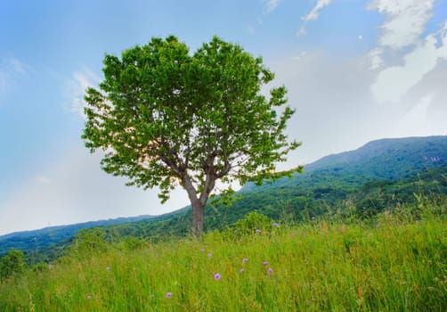 View of cherry tree in the countryside, Arzo - Verbania, Italy