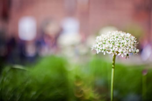 Close up of onion flowers in the garden