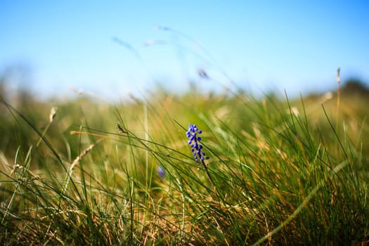 Flower Muscari neglectum, perennial bulbous plant, one of a number of species and genera known as Grape Hyacinth and in particular Common Grape Hyacinth
