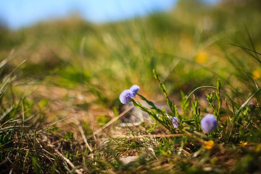 Globularia Cordifolia L. flowers in the countryside