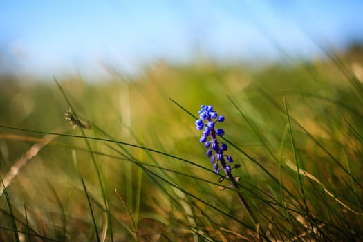 Flower Muscari neglectum, perennial bulbous plant, one of a number of species and genera known as Grape Hyacinth and in particular Common Grape Hyacinth