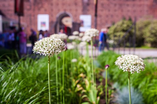 Close up of onion flowers in the garden