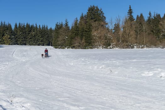 Sled dog gaspann- sled dog race Frauenwald 2015