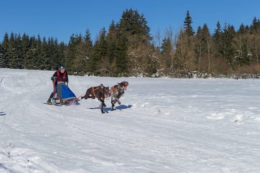Sled dog gaspann- sled dog race Frauenwald 2015