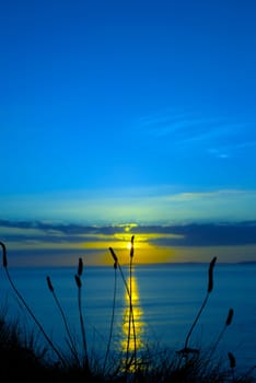 beautiful yellow sunset over loop head with the wild tall grass on the wild atlantic way in ireland