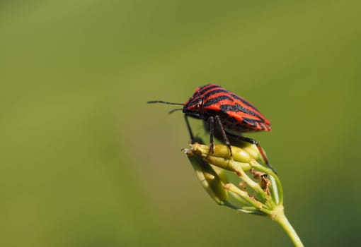 Striped bug