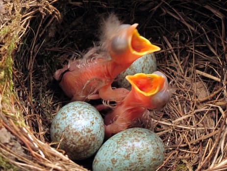 The newly hatched blackbird chicks are only a few hours old and stand next to the blackbird eggs of their soon siblings. Still blind,they already have good orientation and greedily stretch their mouths towards the constantly hoped-for food,the feeding by their blackbird parents. Fascinating spectacle right in front of my cameras. The matching videos can be found here in my photo documentary Blackbird Offspring - Wildlifedocumentary: http://bit.ly/1Hdc2tX
