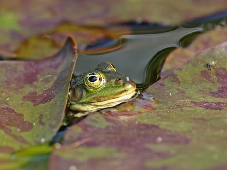 Pond frog between water lily leaves