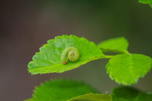 A curled up green yellow caterpillar on a leaf.