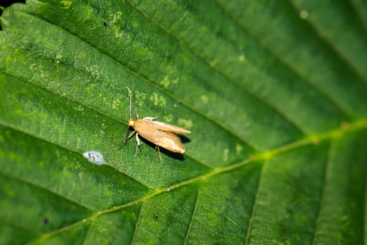 A fruit tree rot moth on a leaf of a tree.