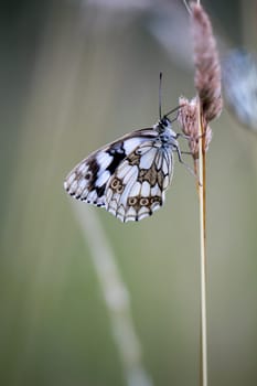 A checkerboard butterfly on a grass plant in a meadow.
