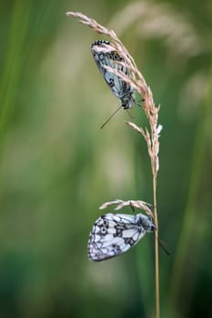A checkerboard butterfly on a grass plant in a meadow.
