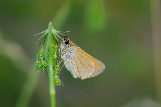 A Black Colobus Brown Thicket (Thymelicus lineola) on the leaf of a grass plant.