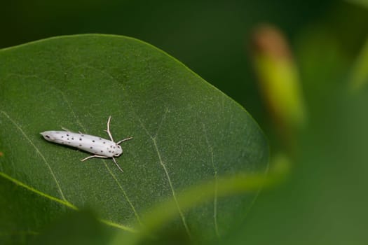 A close up of a gossamer moth, gossamer moth, Yponomeuta spec on a leaf.