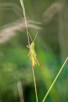 A common grasshopper (Pseudochorthippus parallelus) on a grass branch.