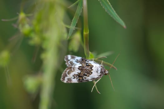 A bush turf grass moth owl (Deltote deceptoria) on a plant.