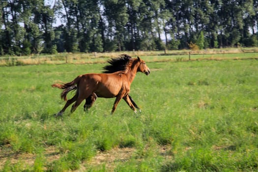 Horses in a pasture of a paddock grazing, romping.