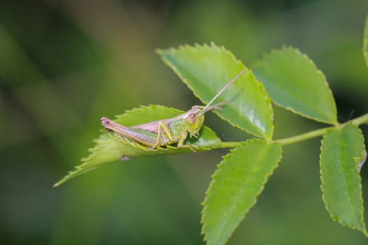 A common grasshopper (Pseudochorthippus parallelus) on a grass branch.