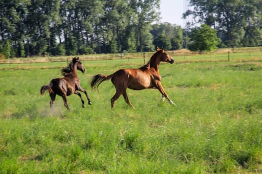 Horses in a pasture of a paddock grazing, romping.