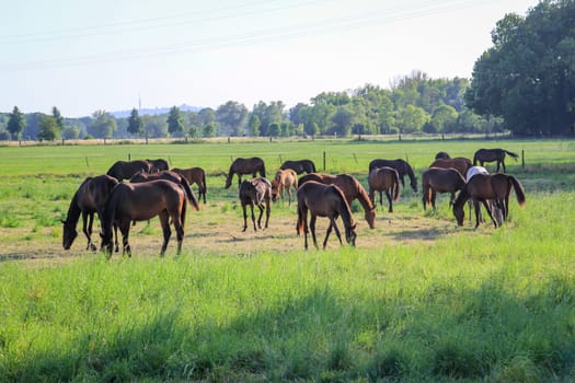 Horses in a pasture of a paddock grazing, romping.