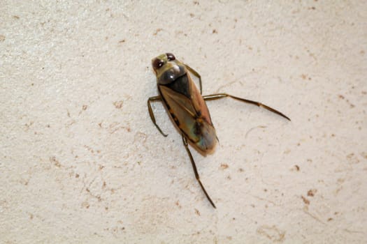 Close-up of a common backswimmer, a water bug, Notonecta glauca.