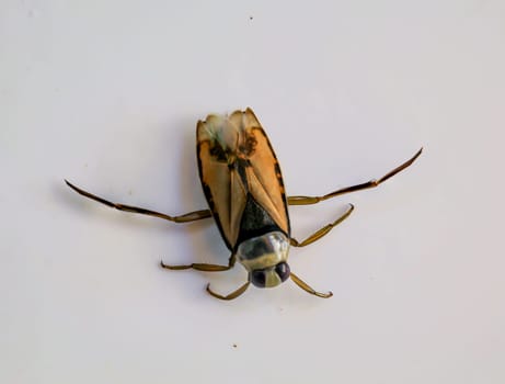 Close-up of a common backswimmer, a water bug, Notonecta glauca.