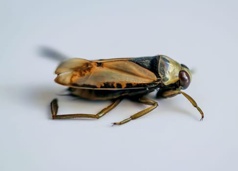 Close-up of a common backswimmer, a water bug, Notonecta glauca.