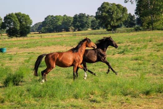 Horses in a pasture of a paddock grazing, romping.