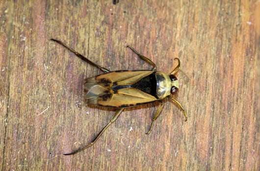 Close-up of a common backswimmer, a water bug, Notonecta glauca.