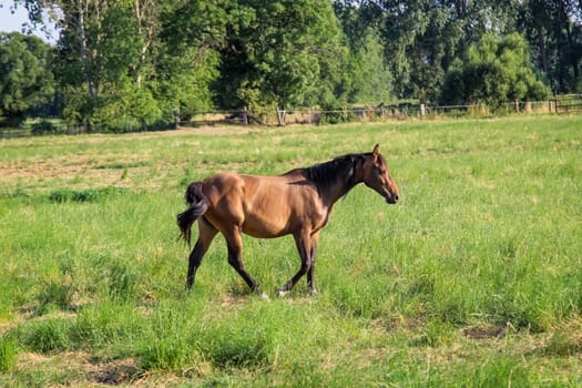 Horses in a pasture of a paddock grazing, romping.