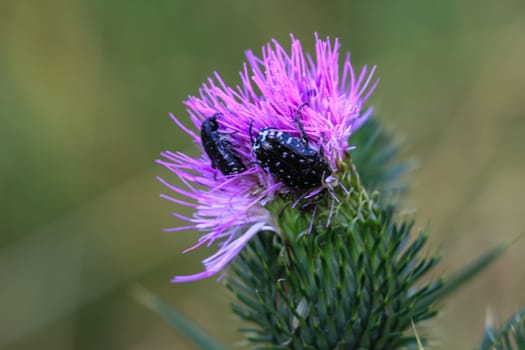 Mourning rosebug (Oxythyrea funesta) on a milk thistle.