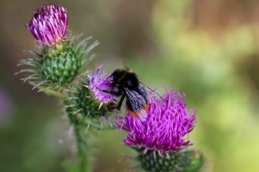A bumblebee sits on a milk thistle and collects pollen.