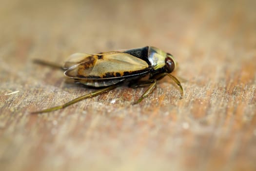 Close-up of a common backswimmer, a water bug, Notonecta glauca.