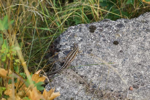 Close-up of a fence lizard sunbathing on a stone.