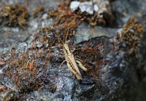 Portrait, a close-up of a grasshopper on a meadow.