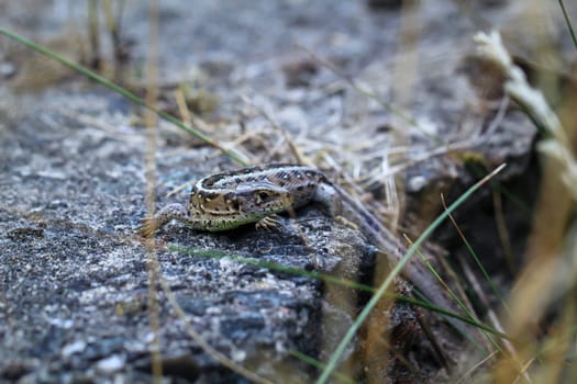 Close-up of a fence lizard sunbathing on a stone.