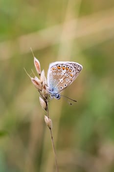 A blue butterfly on a grass plant. There are many species of blue butterflies.