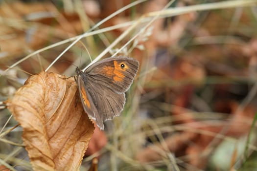 A large oxeye (Maniola jurtina) on a grass plant.