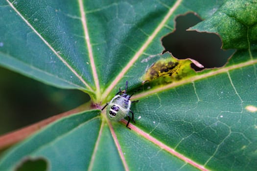 A green stink bug (Palomena prasina) in its third larval stage on a leaf.