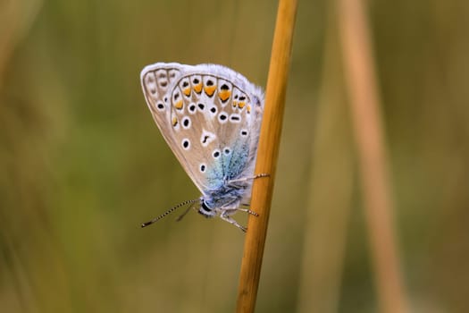 A blue butterfly on a grass plant. There are many species of blue butterflies.