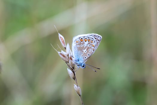 A blue butterfly on a grass plant. There are many species of blue butterflies.