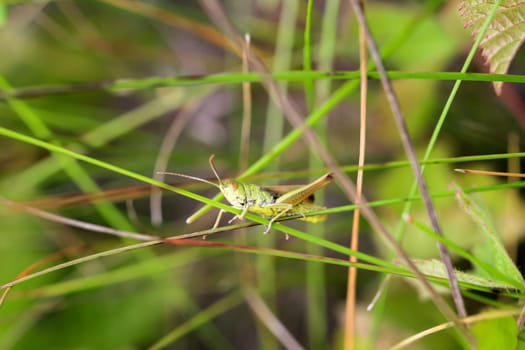 A common grasshopper (Pseudochorthippus parallelus) on a grass branch.