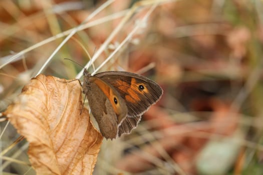 A large oxeye (Maniola jurtina) on a grass plant.