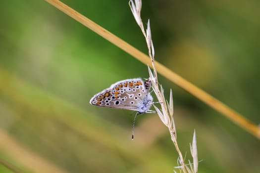 A blue butterfly on a grass plant. There are many species of blue butterflies.