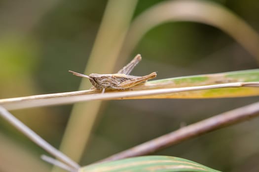 Portrait, a close-up of a grasshopper on a meadow.
