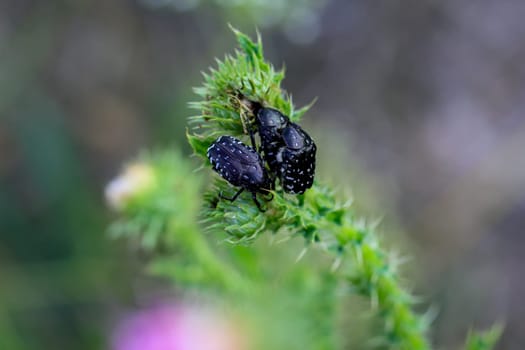 Mourning rosebug (Oxythyrea funesta) on a milk thistle.