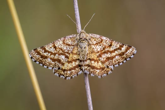 A heath moth, Ematurga atomaria on a blade of grass. Heath moth is a moth.