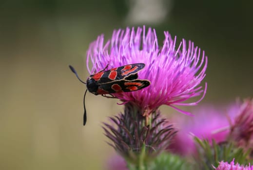 A red ram, red widder, Zygaena indet on the flower of a milk thistle.