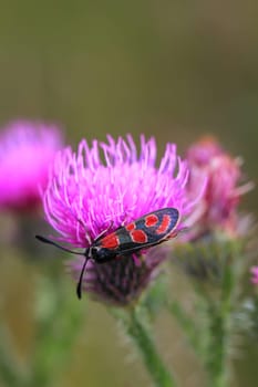 A red ram, red widder, Zygaena indet on the flower of a milk thistle.